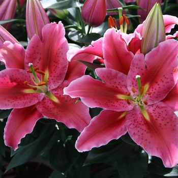 Lilium Lily Looks 'Sunny Martenique'