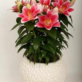 Lilium Lily Looks 'Sunny Robyn'