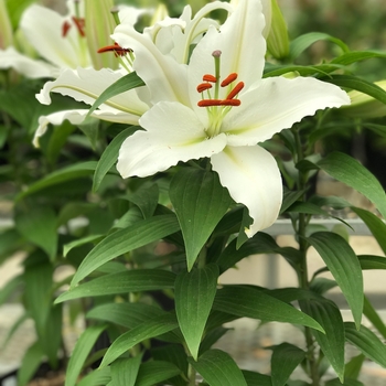 Lilium Lily Looks 'Sunny Tonga'