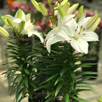 Lilium asiaticum Lily Looks 'Tiny Avalanche'