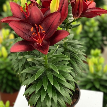 Lilium asiaticum Lily Looks 'Tiny Comfort'