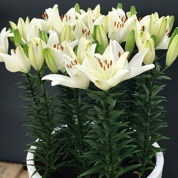 Lilium asiaticum Lily Looks 'Tiny Crystal'