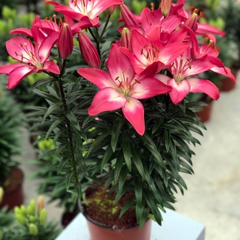 Lilium asiaticum Lily Looks 'Tiny Diamond'