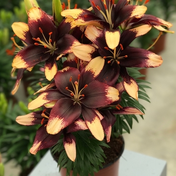 Lilium asiaticum Lily Looks 'Tiny Epic'