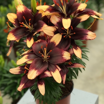 Lilium asiaticum 'Tiny Epic' PPAF