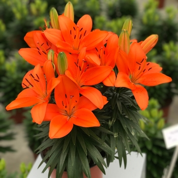 Lilium asiaticum Lily Looks 'Tiny Heroes'