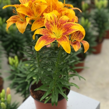 Lilium asiaticum 'Tiny Parrot' PPAF