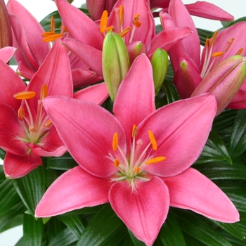 Lilium asiaticum Lily Looks 'Tiny Pearl'