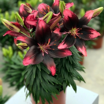 Lilium asiaticum Lily Looks 'Tiny Poems'