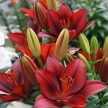 Lilium asiaticum Lily Looks 'Tiny Rocket'