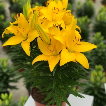 Lilium asiaticum Lily Looks 'Tiny Ranger'