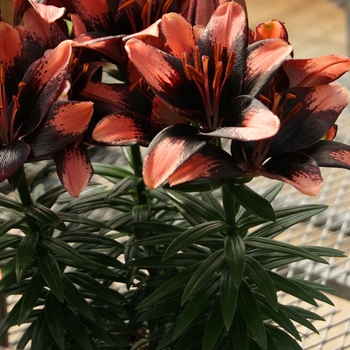 Lilium asiaticum Lily Looks 'Tiny Shadow'