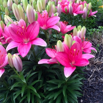 Lilium asiaticum 'Tiny Toons' PPAF