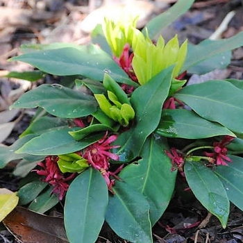 Illicium floridanum 'Swamp Hobbit' 