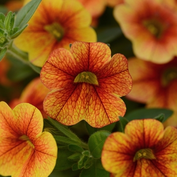 Calibrachoa 'Sunset' 