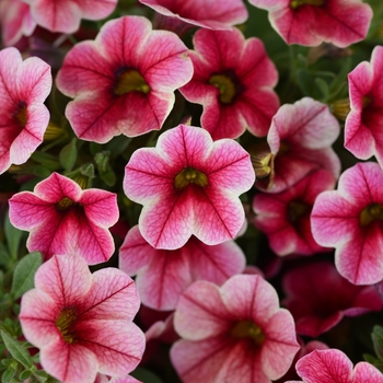 Calibrachoa 'Strawberry Star' 