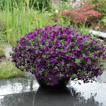 Calibrachoa Kabloom™ 'Deep Blue'