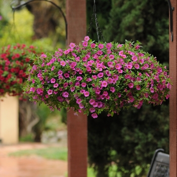 Calibrachoa 'Deep Pink' 