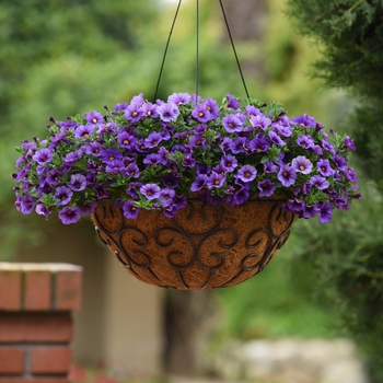 Calibrachoa 'Denim' 