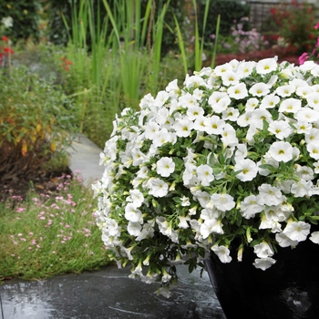 Calibrachoa 'White' 