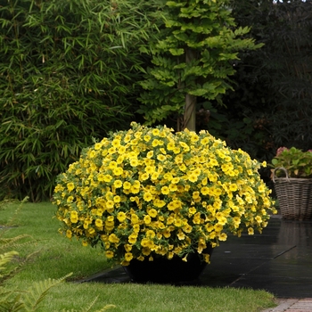 Calibrachoa 'Yellow' 