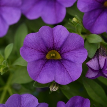 Calibrachoa 'Compact Blue' 