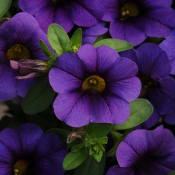 Calibrachoa 'Compact Dark Blue' 