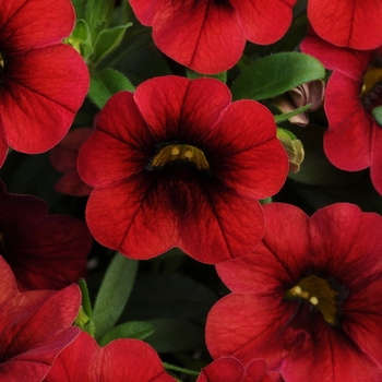 Calibrachoa MiniFamous® 'Compact Dark Red'