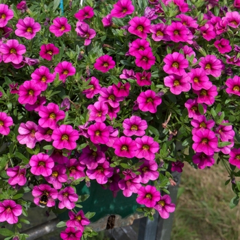 Calibrachoa 'Compact Hot Pink' 