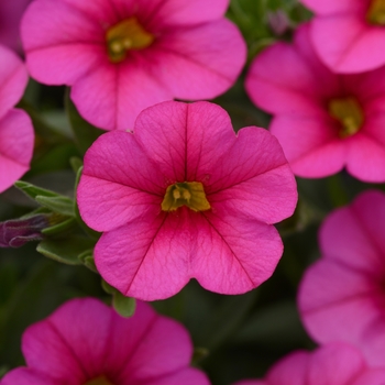 Calibrachoa 'Compact Pink' 