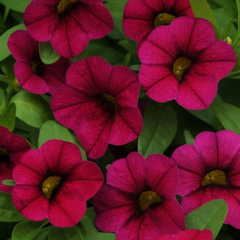 Calibrachoa 'Compact Purple' 