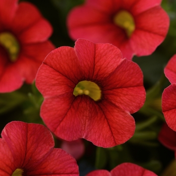 Calibrachoa 'Compact Red' 