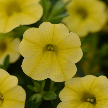 Calibrachoa 'Compact Safran' 