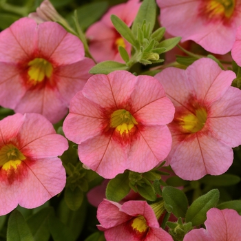 Calibrachoa 'Salmon Red Eye' 