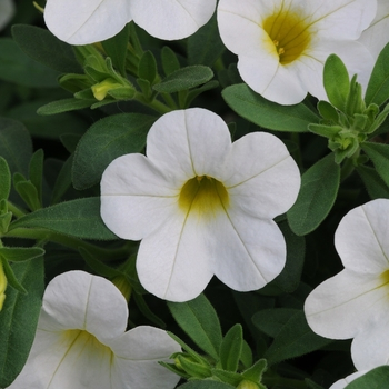 Calibrachoa 'Compact White' 