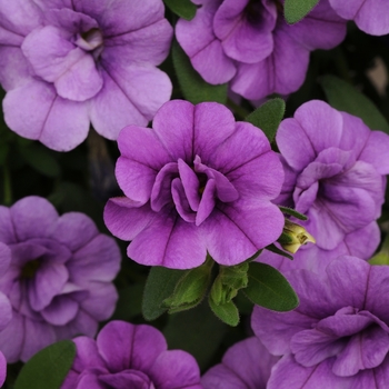 Calibrachoa 'Double Amethyst' 