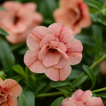 Calibrachoa 'Apricot' 