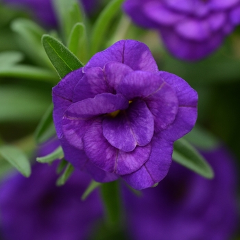 Calibrachoa MiniFamous® 'Double Blue'