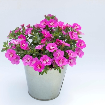 Calibrachoa 'Double Close Up' 