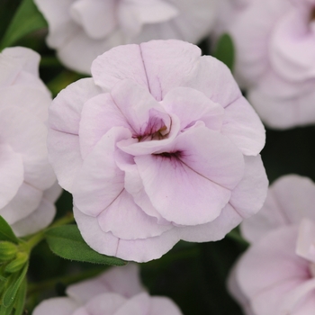 Calibrachoa 'Double Compact Chiffon' 