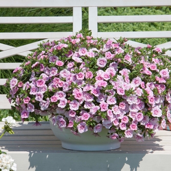 Calibrachoa 'Compact Pink' 