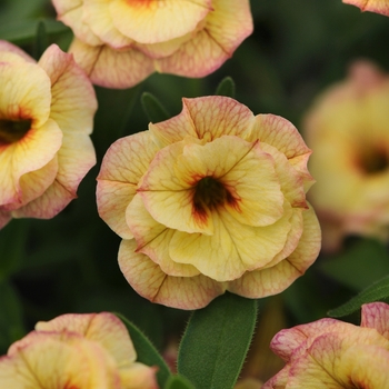 Calibrachoa MiniFamous® 'Double Compact Rose Chai'