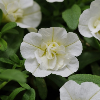 Calibrachoa 'Double Compact White' 