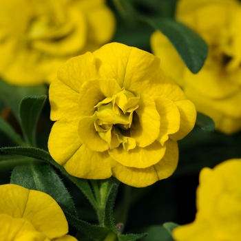 Calibrachoa 'Double Deep Yellow' 