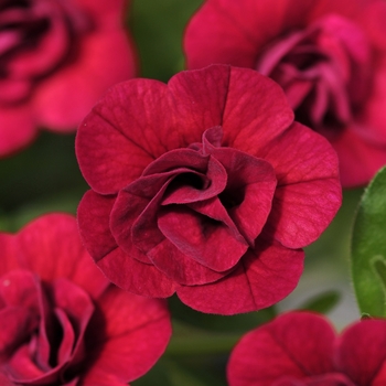 Calibrachoa 'Double Magenta' 