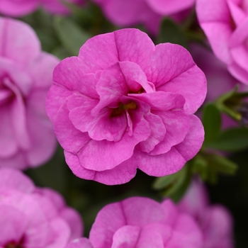 Calibrachoa 'Double Pink' 