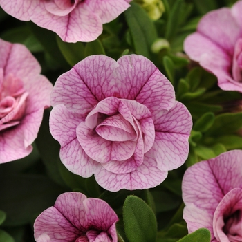 Calibrachoa 'Double Pink Vein' 