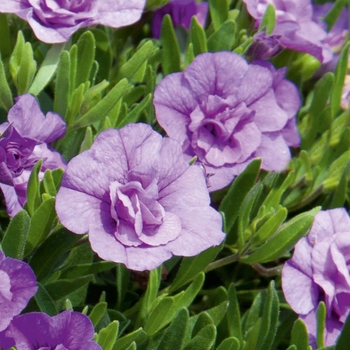 Calibrachoa 'Silver Blue' 