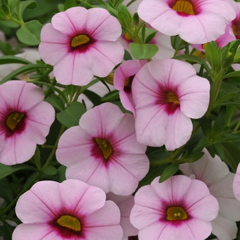 Calibrachoa 'Light Pink with Eye' 