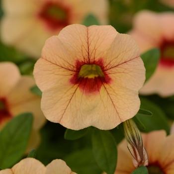 Calibrachoa 'Apricot Red Eye' 